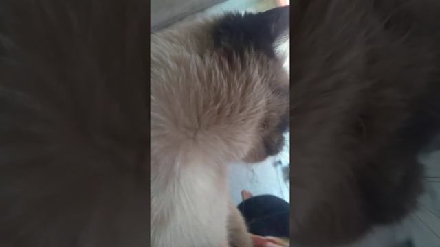 тайская кошка доброе утро смотреть онлайн