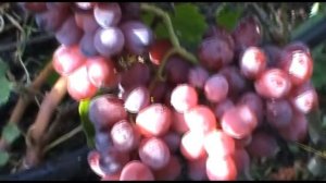 Виноград Дарвика  селекции В. Калугина (The Grapes of Darvika)