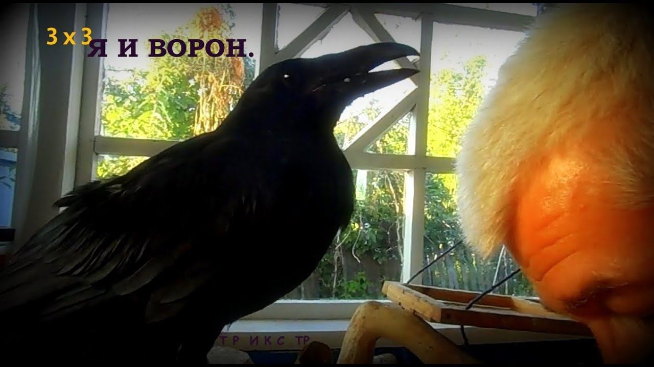 Я и Ворон. смотреть онлайн