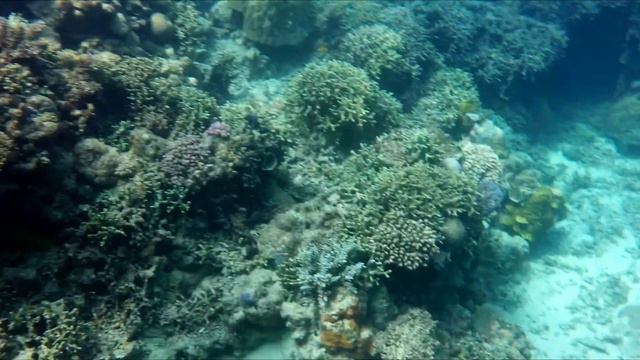 Great Barrier Reef Dive 2022 смотреть онлайн