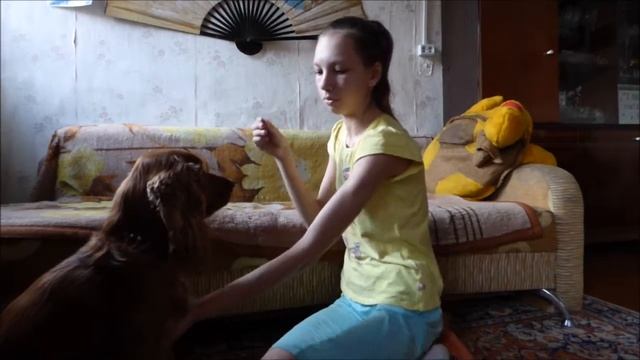 КАК НАУЧИТЬ СОБАКУ КОМАНДЕ СУСЛИК~ВАРИАНТЫ ОБУЧЕНИЯ~СПАНИЕЛЬ ЧАРЛИ смотреть онлайн