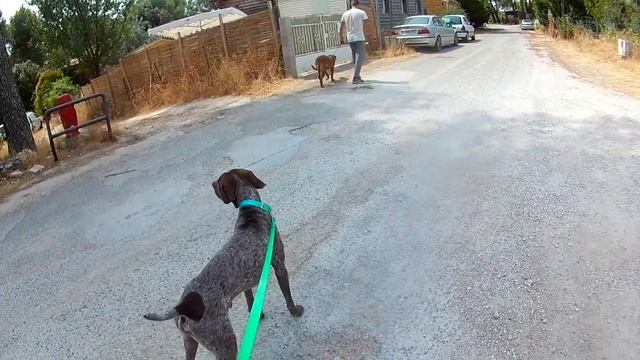 [AVANT/APRES] PERTE DE CONTRÔLE À LA VUE D'UN AUTRE CHIEN//RESULTAT 1 JOURNÉE смотреть онлайн