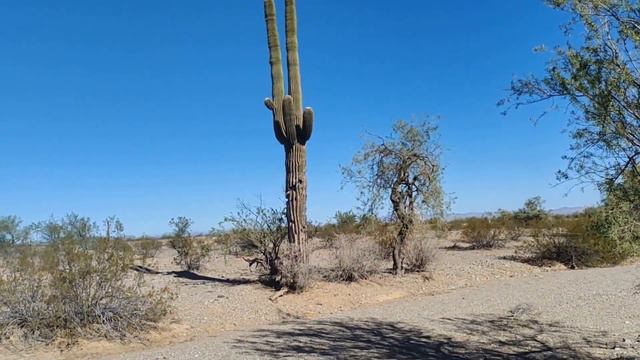 Saguaro The Giant Cactus смотреть онлайн