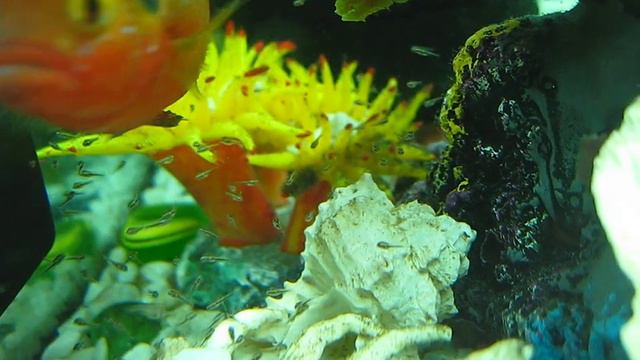 Херохромис Лифалили со своим потомством смотреть онлайн