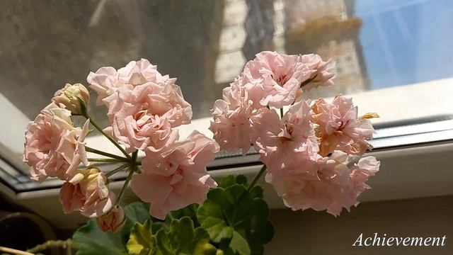 Пеларгония Achievement - крупные розы, которые должны быть в каждом доме смотреть онлайн