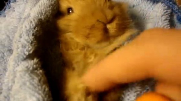 Смешной кролик ест морковку (Funny rabbit is eating carrot)