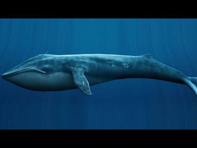 ПОЧЕМУ КИТЫ ТАКИЕ БОЛЬШИЕ смотреть онлайн