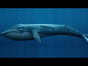 ПОЧЕМУ КИТЫ ТАКИЕ БОЛЬШИЕ