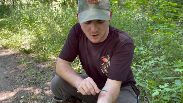 The WORST Wasp STING!!! POLISTES ANNULARIS смотреть онлайн