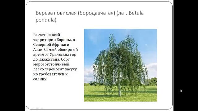 Виды берез смотреть онлайн