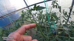 НЕ ТЕРЯЙТЕ УРОЖАЙ! Формировка томатов детерминантного типа. Важный момент при выращивании.