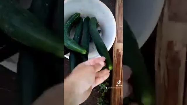Огурцы "аллигатор"! Собираем урожай! смотреть онлайн