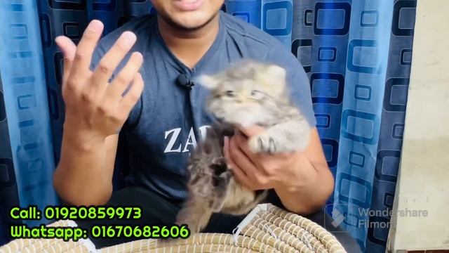 Persian Cat Price In BD | Persian Kitten For Sale | Cat For Sale | Triple Coat Persian Cat | Persia смотреть онлайн
