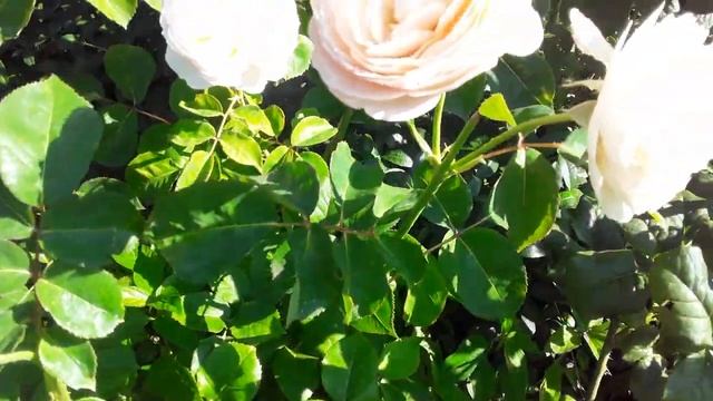 РОЗЫ : ЭНН ХЕНДЕРСОН, КЕНДЕЛ ЛАЙТ,ЛАВЕНДЕР ВАЗА В КОНЦЕ ИЮЛЯ!!??? смотреть онлайн