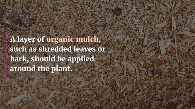 Primrose Perfection | How to Grow and Care for Primula Vulgaris смотреть онлайн