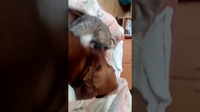Мои питомцы кошка Муська и Такса - Ласка смотреть онлайн