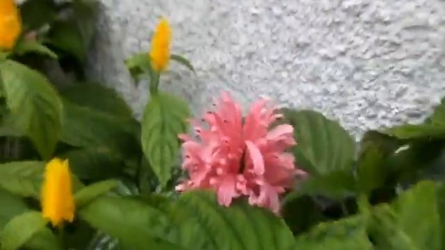 planta camarão rosa - [ beloperone guttata. смотреть онлайн