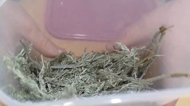 МОЛЬ ЛЕТИТ ПРОЧЬ, КОГДА ВИДИТ ЭТО РАСТЕНИЕ В ШКАФУ смотреть онлайн