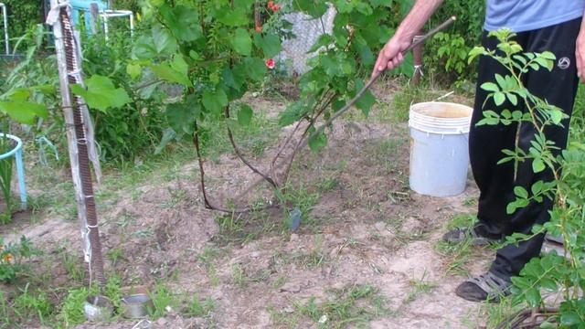 Виноград. Корневая подкормка в июле. смотреть онлайн