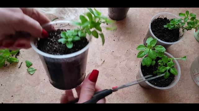 ТАНЦЫ С БУБНОМ. ОСЕННИЕ ЧЕРЕНКИ ПЕТУНИИ 24 ЯНВАРЯ. смотреть онлайн