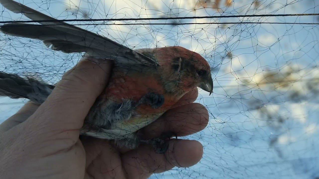 Ловля белопоясых клестов 18 ноября 2021 год. смотреть онлайн