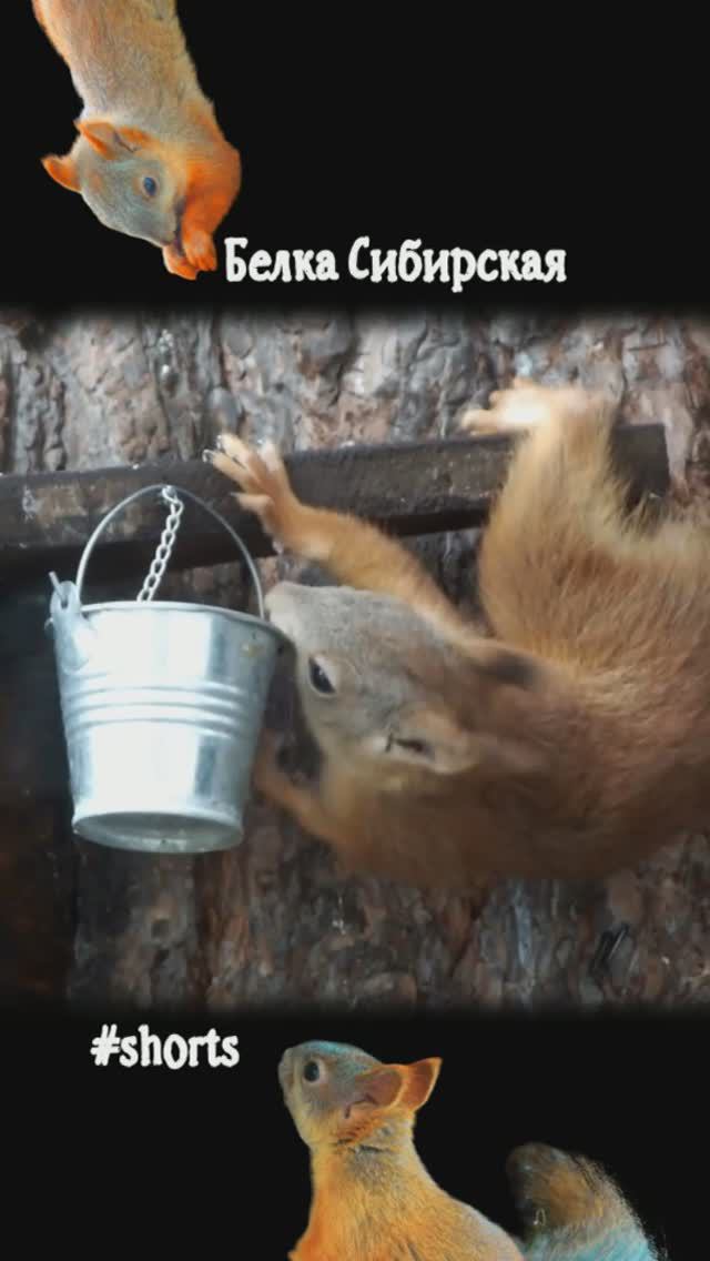 Белка балуется с ведром воды
