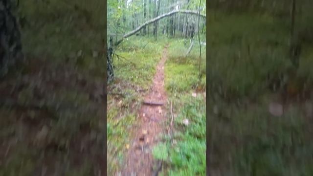пошли посмотреть кедровую шишку нынче. есть! смотреть онлайн