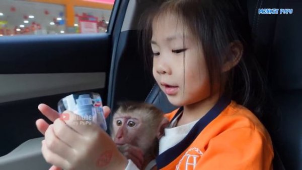 Monkey Pupu wants to go with Dad to pick up Ms. Mun from school