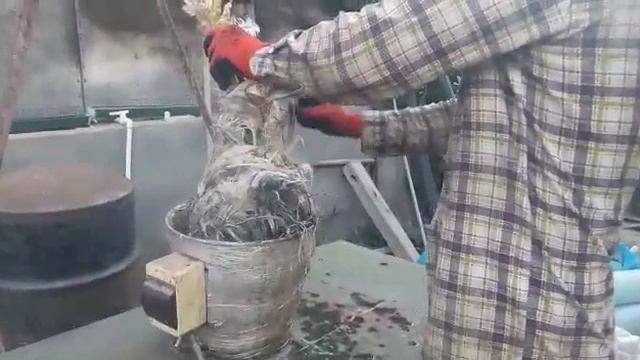 Ощип петуха "Брама" за 50 секунд смотреть онлайн