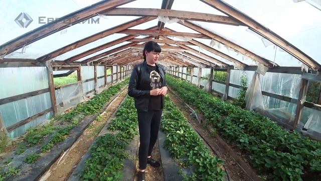 Зачем ДЕВУШКА вложила миллионы в свой тепличный бизнес? смотреть онлайн