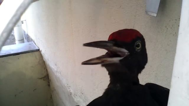 Шок !!! Эти Когти !!Страшный Клюв !! Странная Черная птица из Преисподней !! смотреть онлайн