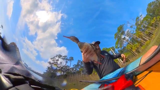 Sea Bird Rescue from tangled up fishing line Hunting Island, South Carolina смотреть онлайн