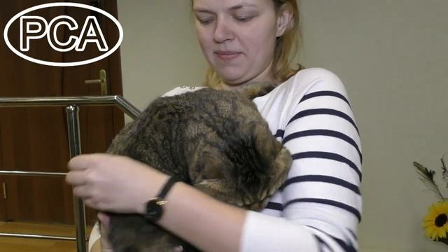Черный пятнистый скоттиш-фолд. Выставка кошек PCA on-line смотреть онлайн