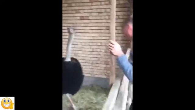Funny Animals (Ram, Camel-Bird and Kangaroo) смотреть онлайн