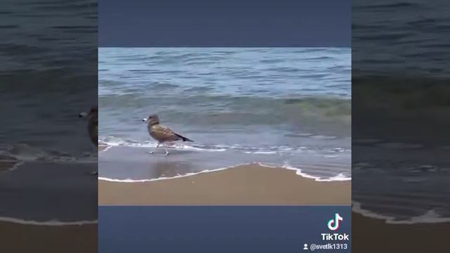 Шикарная песня"Отогрела". смотреть онлайн