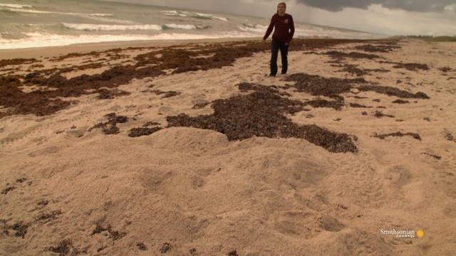 Why Florida Beaches Are Vital For Loggerhead Sea Turtles (4K)