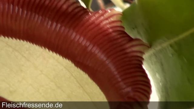 Nepenthes Ventricosa - Kannenpflanzen Entwicklung смотреть онлайн