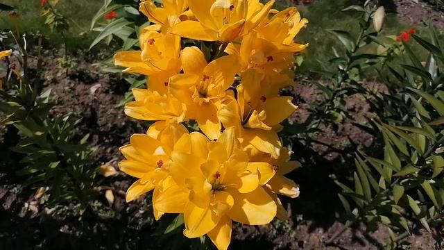 Лилия Йеллоу Бейлиз смотреть онлайн