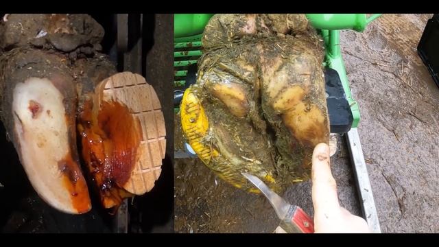 this BULL'S PAINFUL FEET ... HIS HOOF JOURNEY SO FAR смотреть онлайн