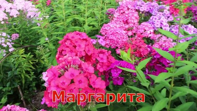 Флоксы Автограф, Евгения, Фиона смотреть онлайн