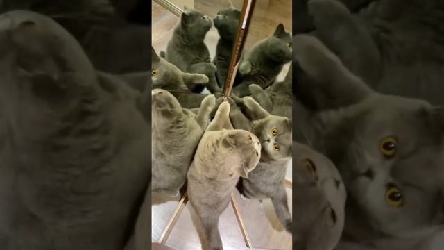 кот в 9D #shorts