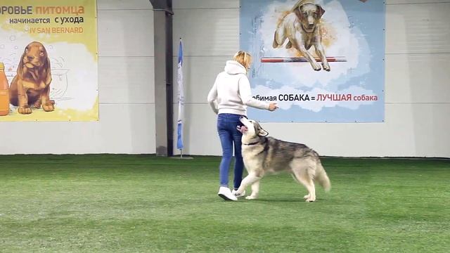 Танцы с собаками. Аляскинский маламут Биткоин. Тренировка. смотреть онлайн