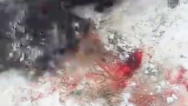 ягдтерьер Малыш(4 месяца) - первое знакомство с кабаном смотреть онлайн