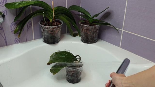 РАЗБУДИТЬ ОРХИДЕЮ и пенёк орхидеи || Тонизирующий КОКТЕЙЛЬ для орхидей и горячий ДУШ смотреть онлайн