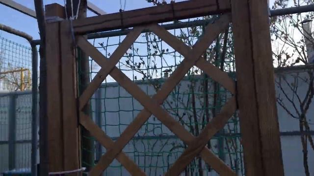 Шпалеры, опоры, сетка для роз и клематисов! Обзор сада на 1 апреля 2020 смотреть онлайн