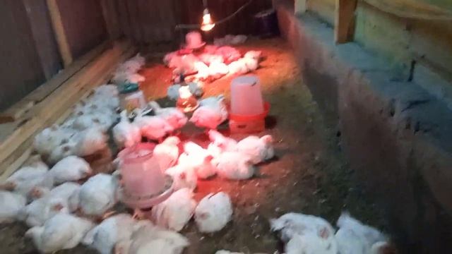 Дожди ,холодно .Перенесли бройлеров и включили лампы смотреть онлайн
