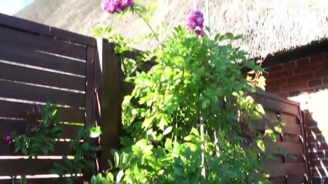 Perennial Blue Rose смотреть онлайн