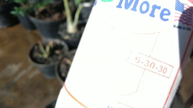 SORE MASIH PANAS POLLL, LANJUT PEMUPUKAN SANSEVIERIA DAN ADENIUM смотреть онлайн