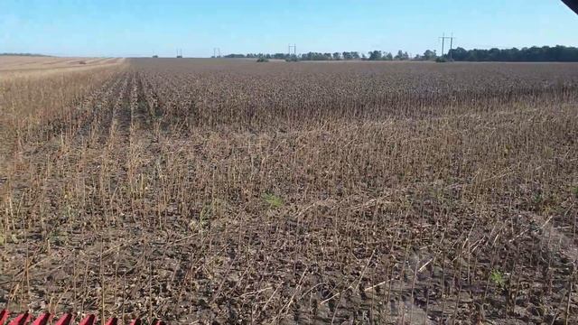 гибрид Бакарди уборка 2020 смотреть онлайн