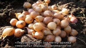 Лук севок — лучшие сорта